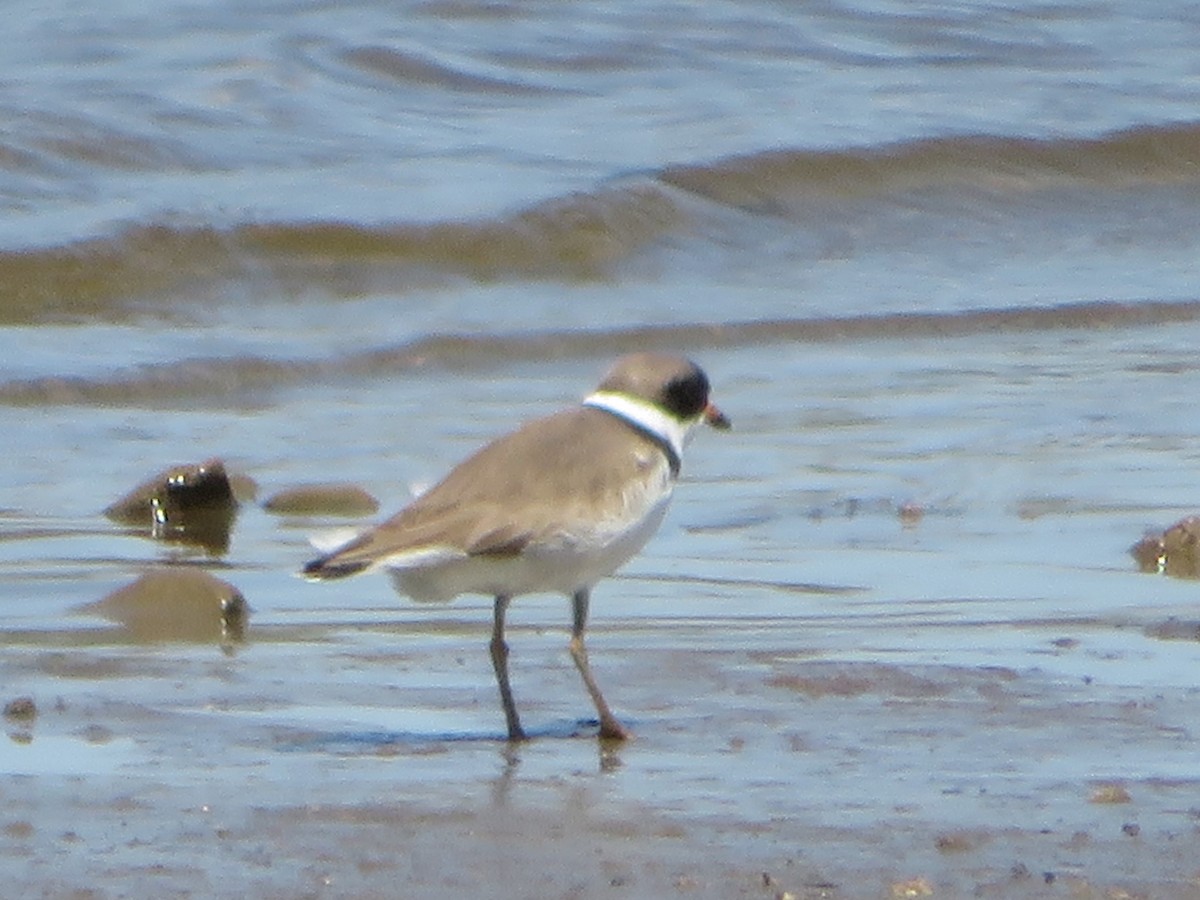 Semipalmated Plover - ML229390741