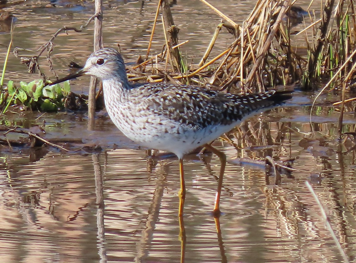 Lesser Yellowlegs - ML229391941