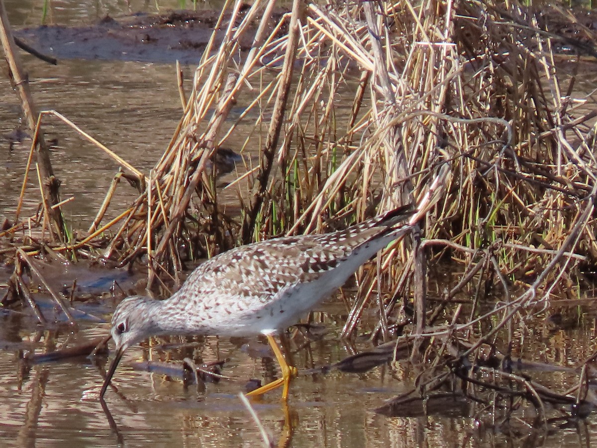 Lesser Yellowlegs - ML229392171