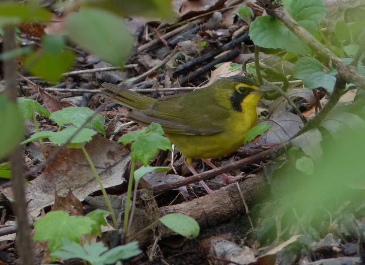 Kentucky Warbler - ML229392181