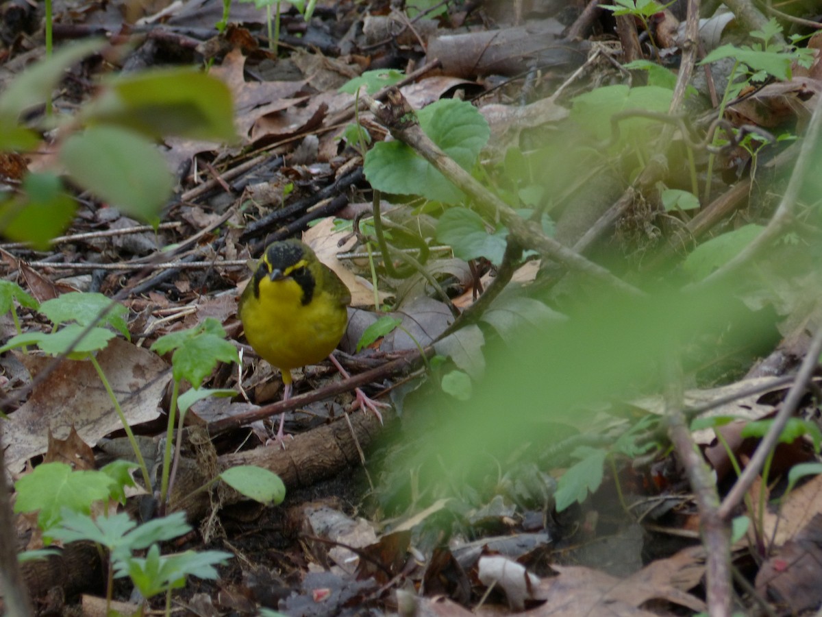 Kentucky Warbler - ML229392221