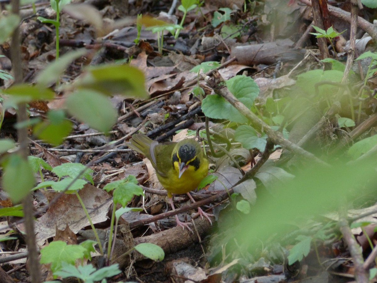 Kentucky Warbler - ML229392311