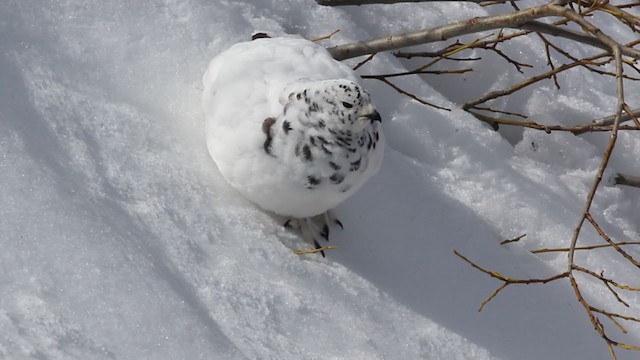 Weißschwanz-Schneehuhn - ML229393481