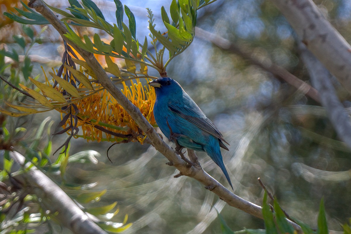 Indigo Bunting - ML229393571