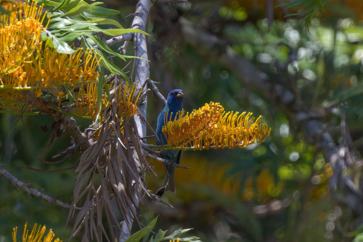 Indigo Bunting - ML229393581