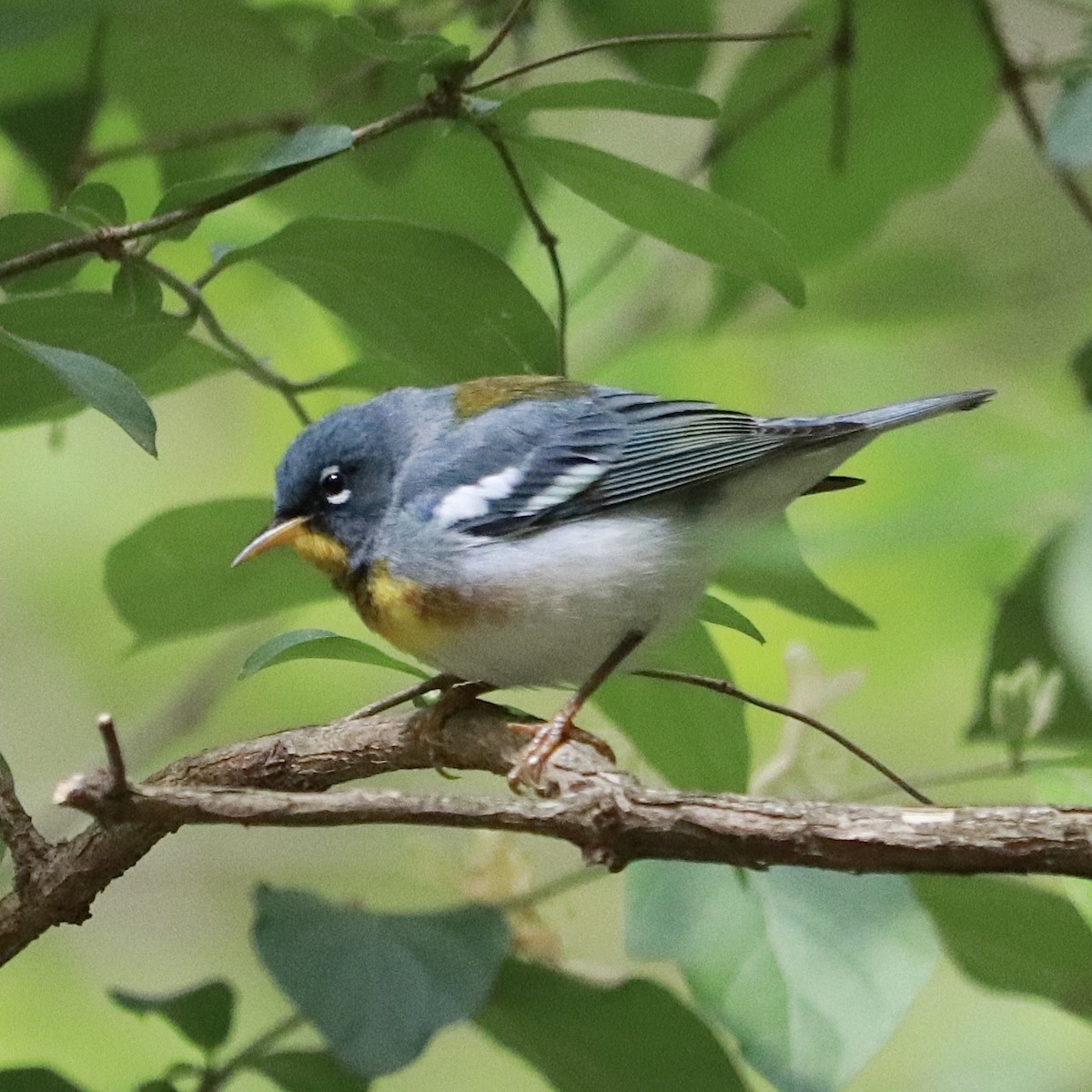 Northern Parula - Frank Klotz