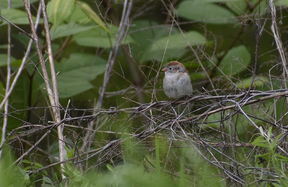 Field Sparrow - ML229395121