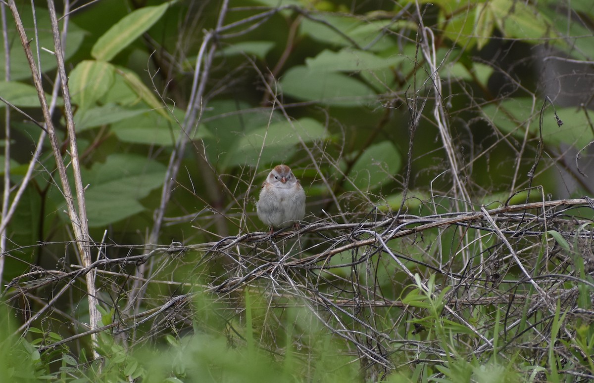 Field Sparrow - ML229395221