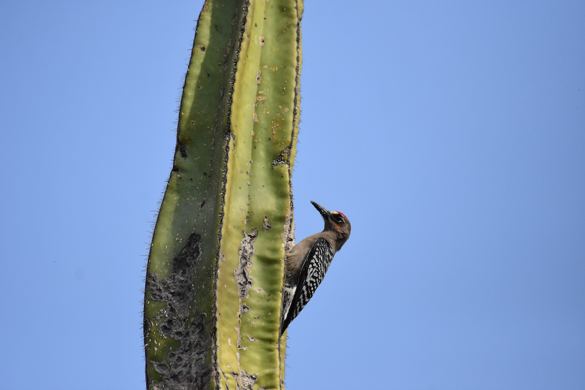 Gray-breasted Woodpecker - Adolfo Castro