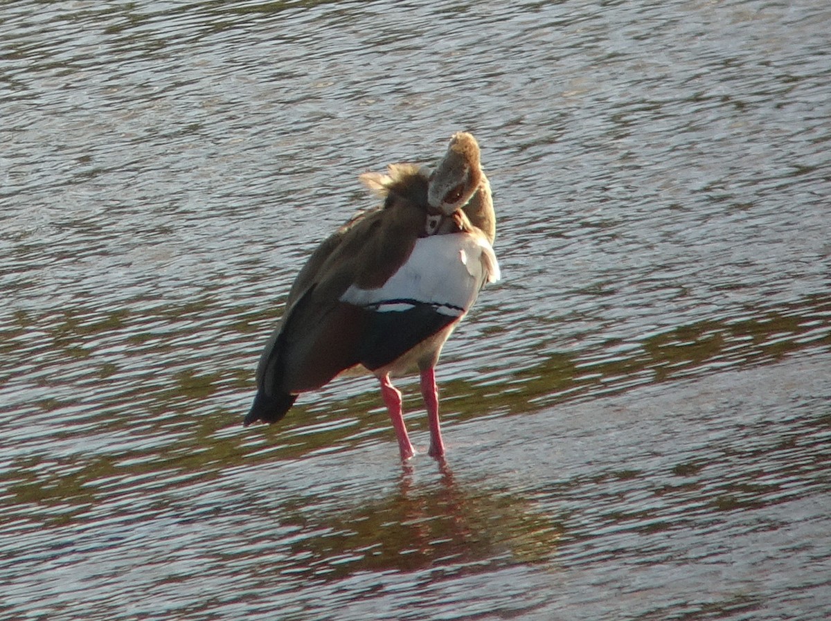 Egyptian Goose - ML229401921