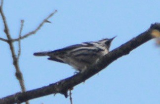 Black-and-white Warbler - John Benner