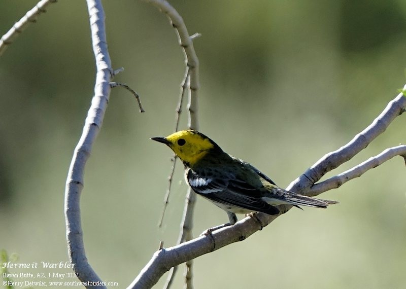 Hermit Warbler - ML229404161