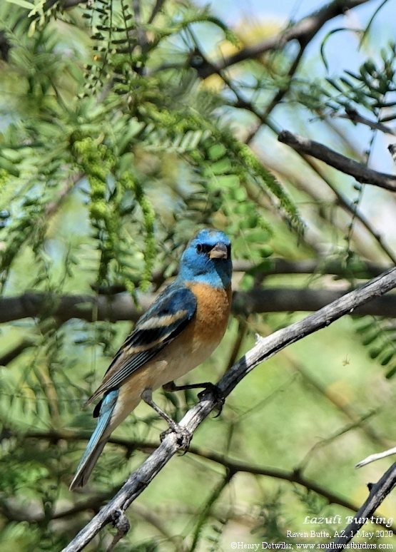 Lazuli Bunting - ML229404251