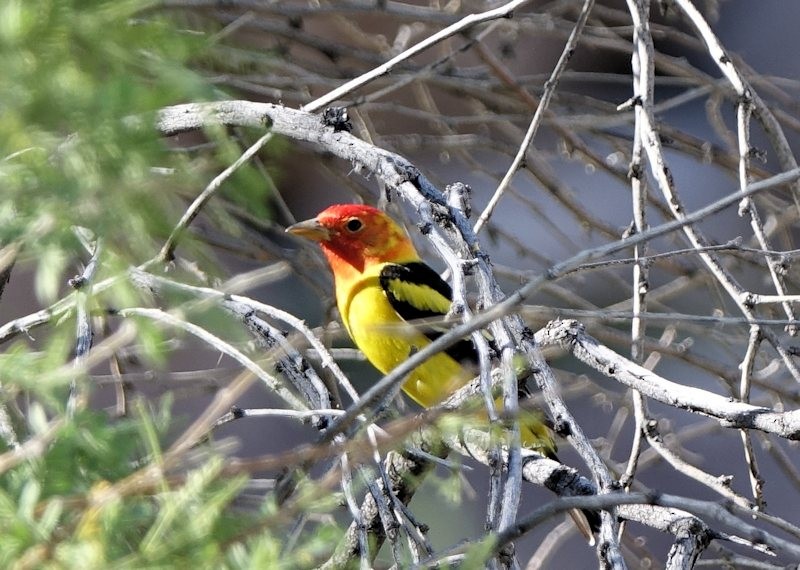 Western Tanager - ML229404291