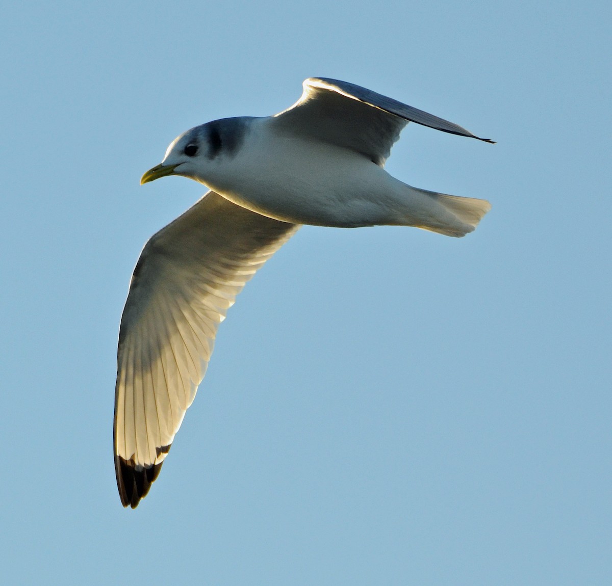 Black-legged Kittiwake - ML22940561