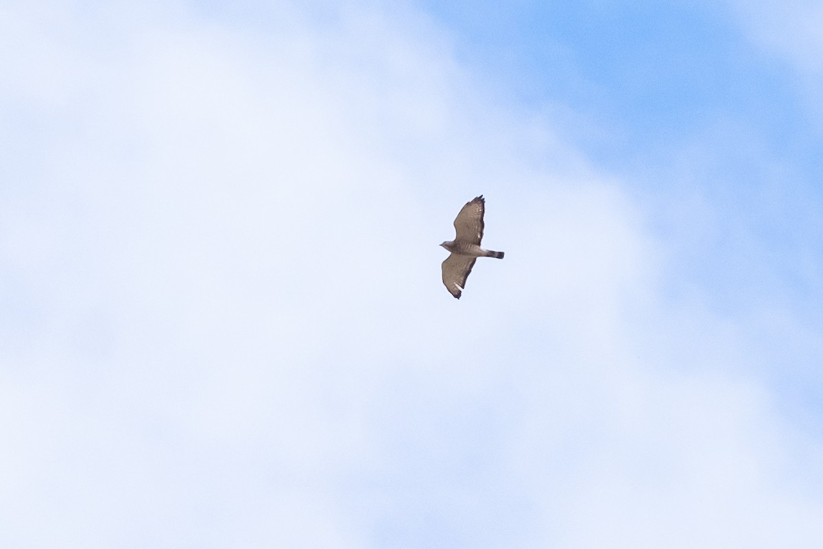 Broad-winged Hawk - ML229406101