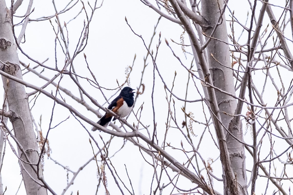 Eastern Towhee - ML229406231