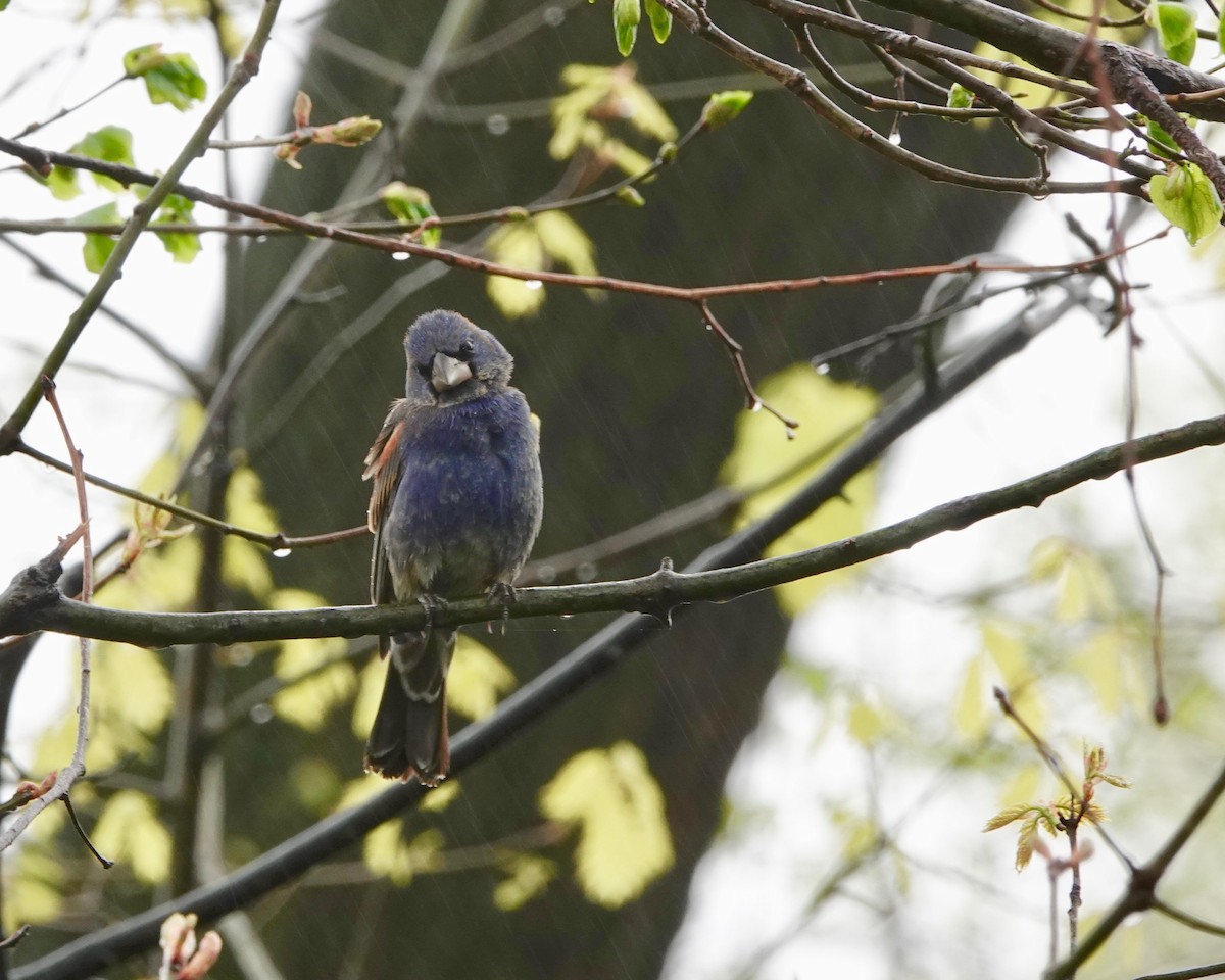 Blue Grosbeak - ML229406301