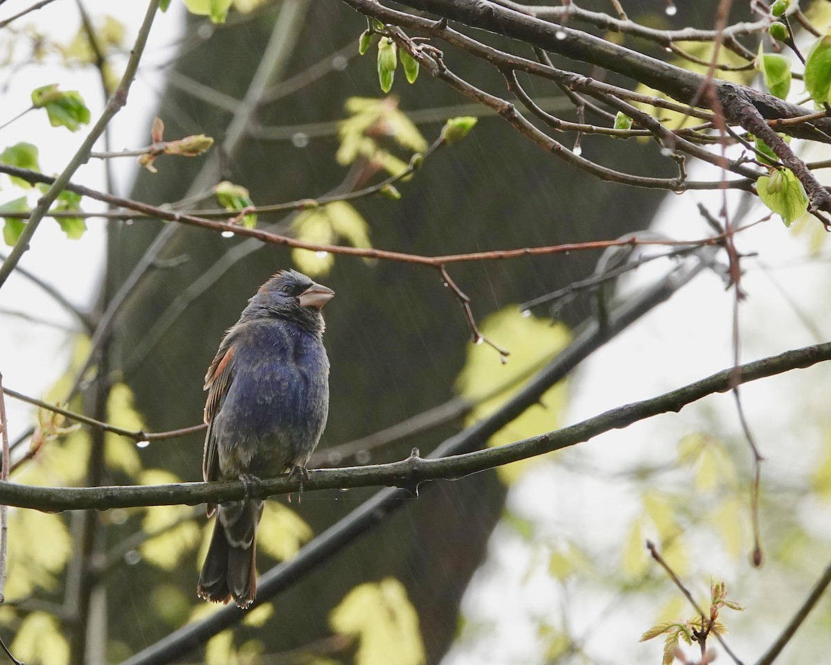 Blue Grosbeak - ML229406401