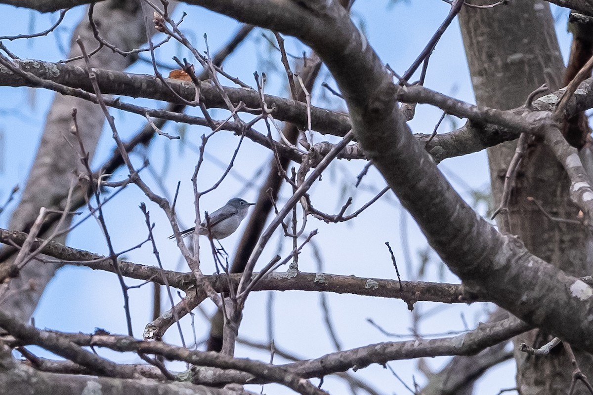 Blue-gray Gnatcatcher - ML229406601