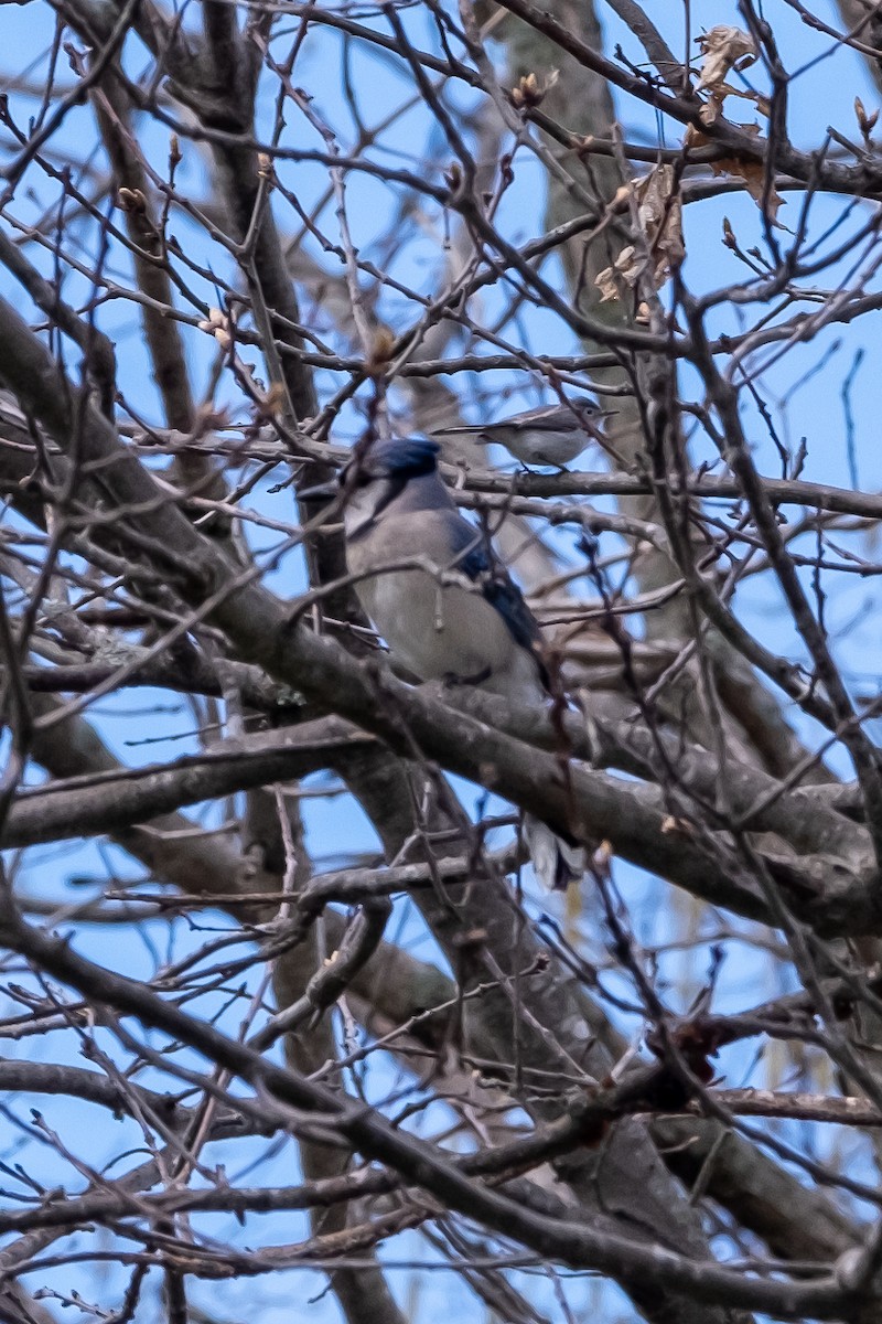 Blue-gray Gnatcatcher - ML229406901