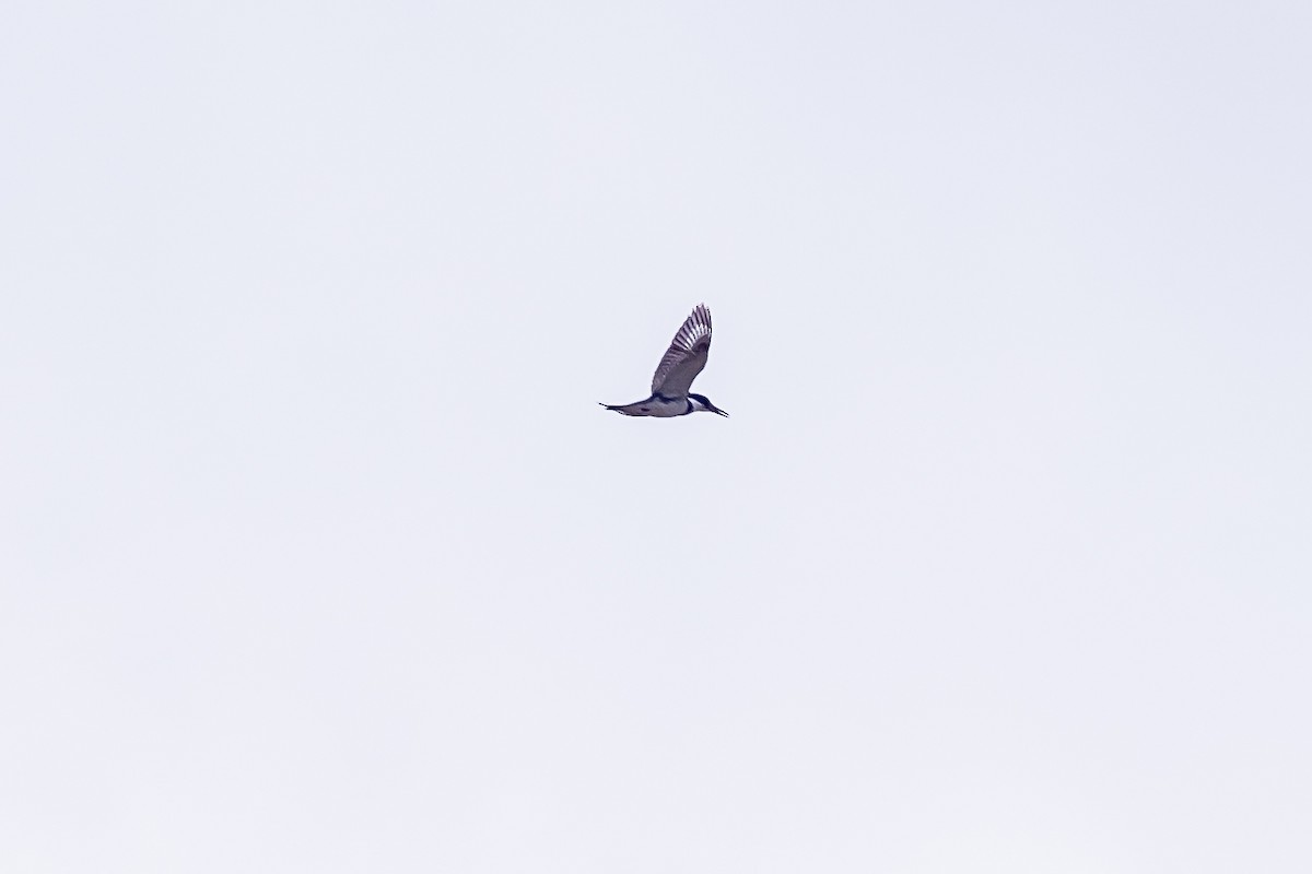 Belted Kingfisher - ML229407291