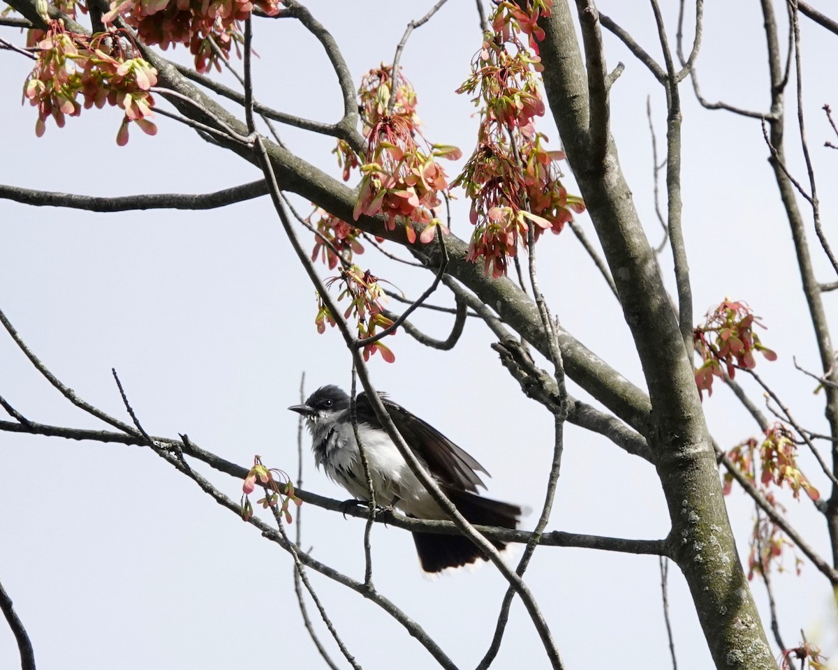 Eastern Kingbird - ML229407951