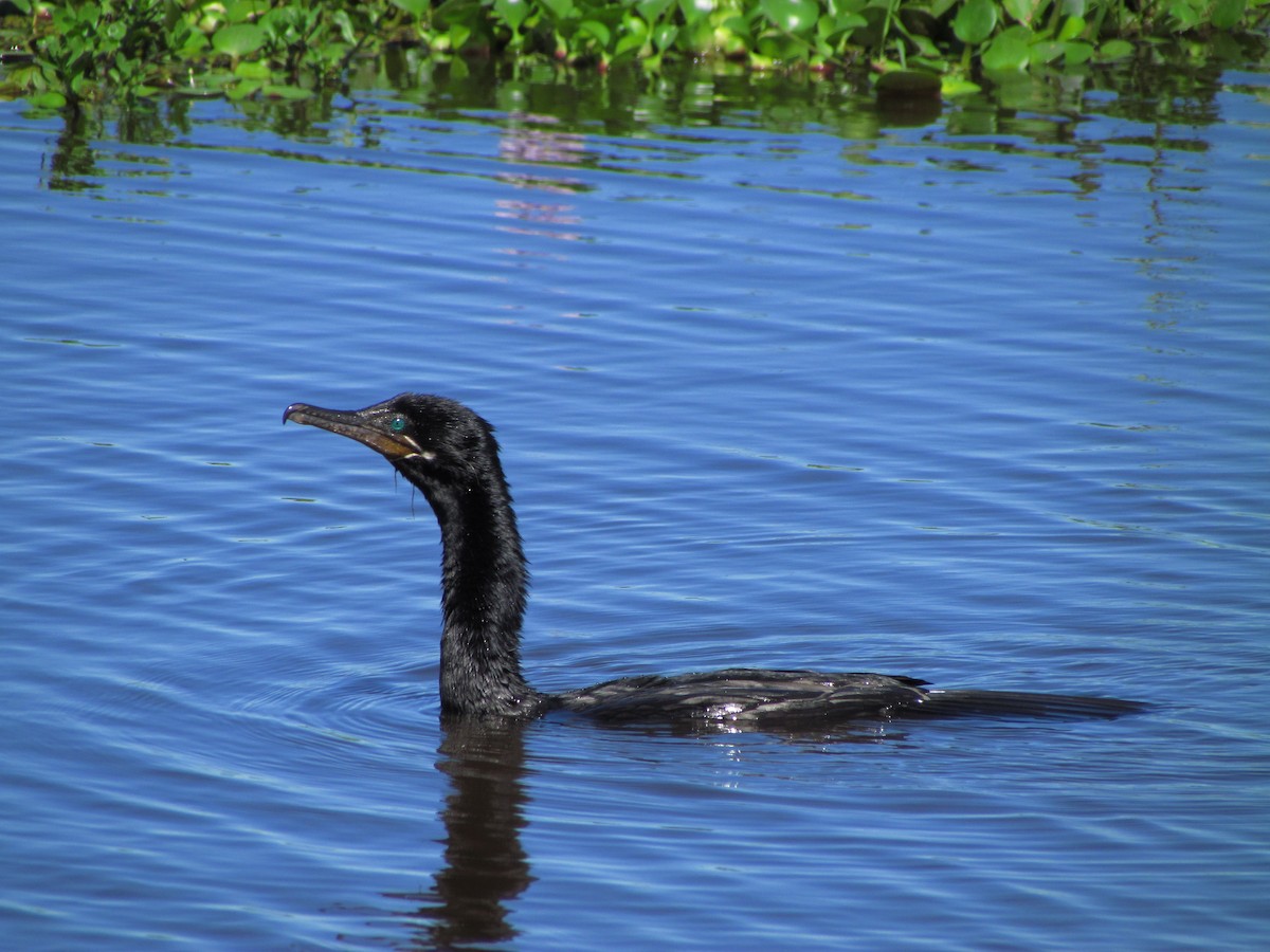 Neotropic Cormorant - ML229410151