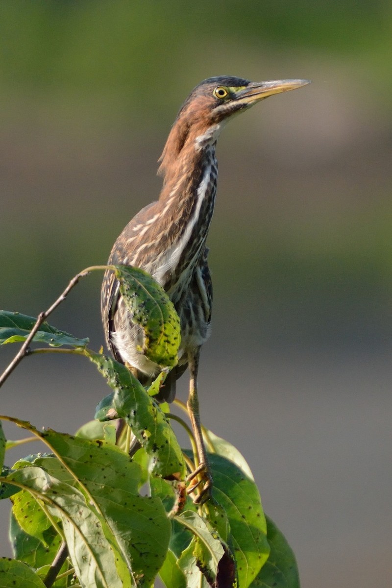 Green Heron - ML22941211