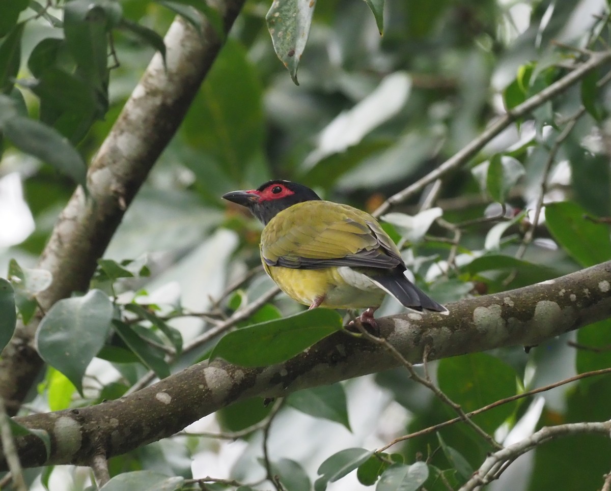 Australasian Figbird - Stephan Lorenz