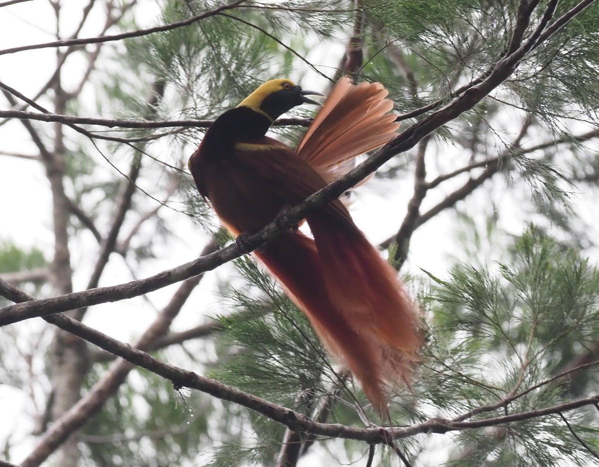 Raggiana Bird-of-Paradise - ML229413811