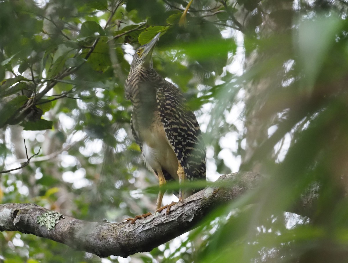 Forest Bittern - ML229414381