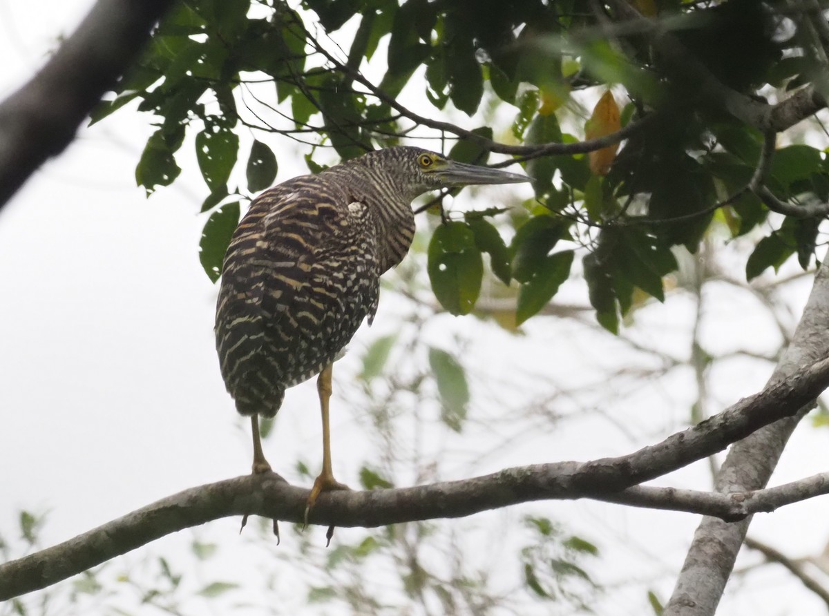 Forest Bittern - ML229414641