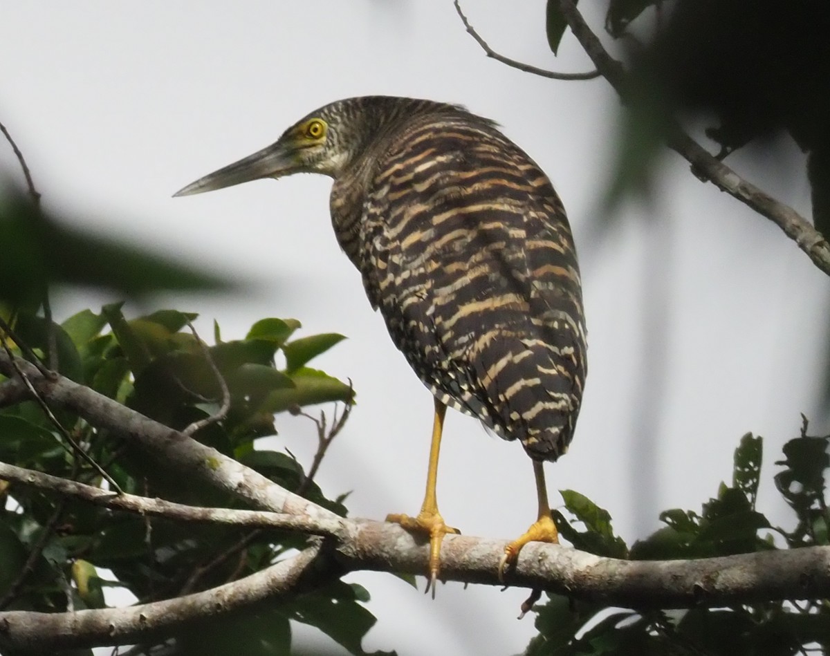 Forest Bittern - ML229414781