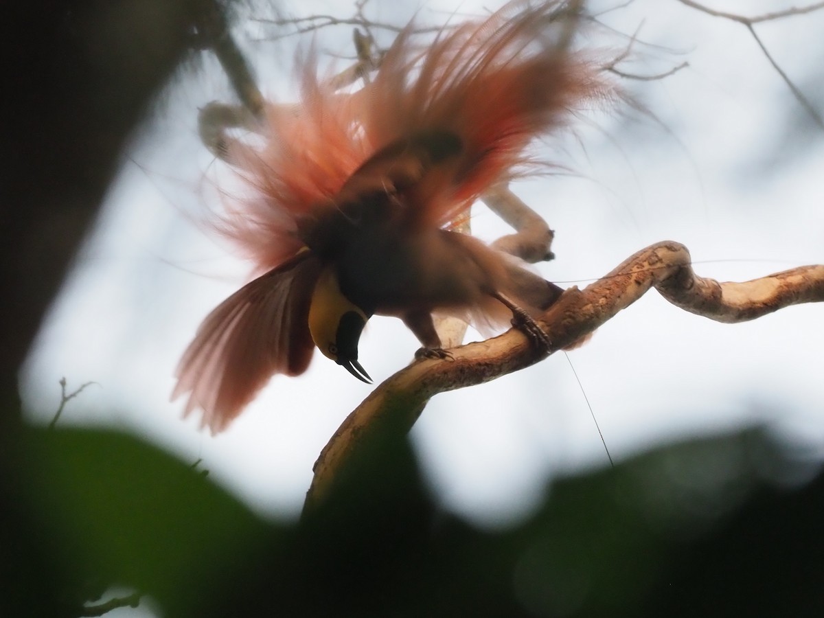 Raggiana Bird-of-Paradise - Stephan Lorenz