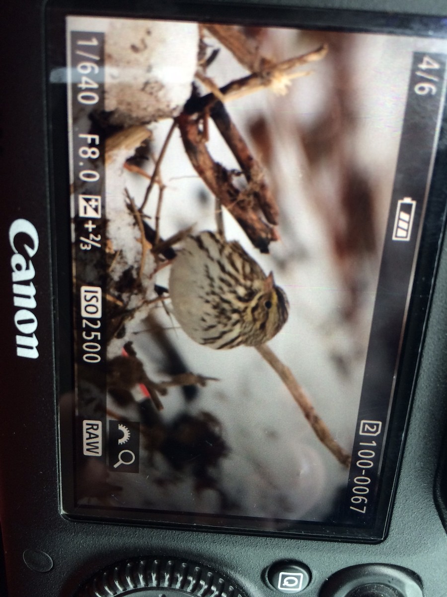 Savannah Sparrow - ML22941611