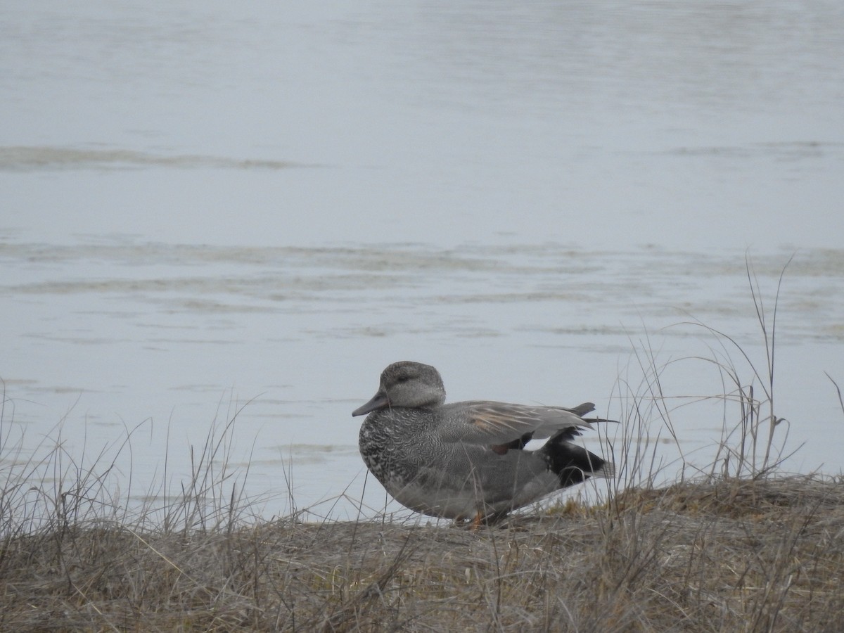 Canard chipeau (strepera) - ML229416441