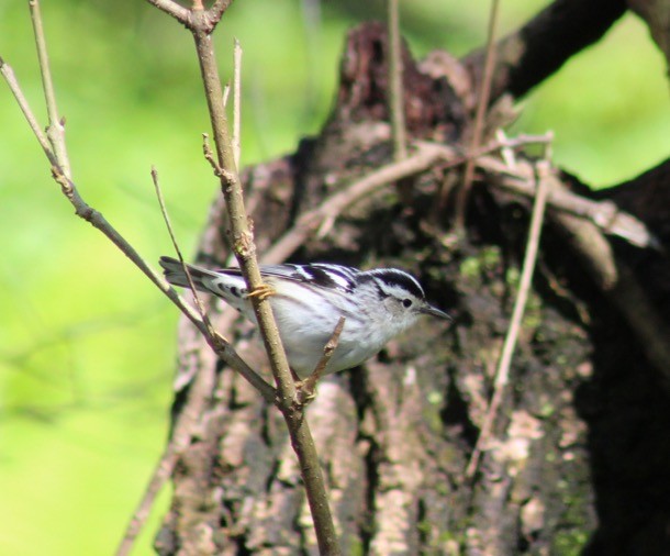 Black-and-white Warbler - Rocky Walter