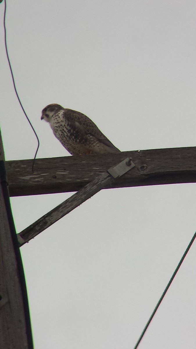 Prairie Falcon - ML22941981