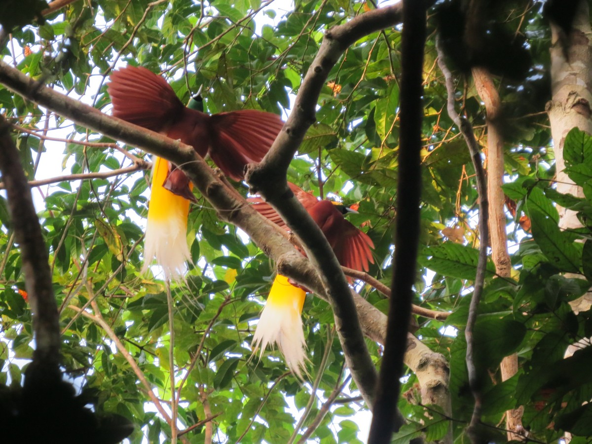 Lesser Bird-of-Paradise - ML22942031