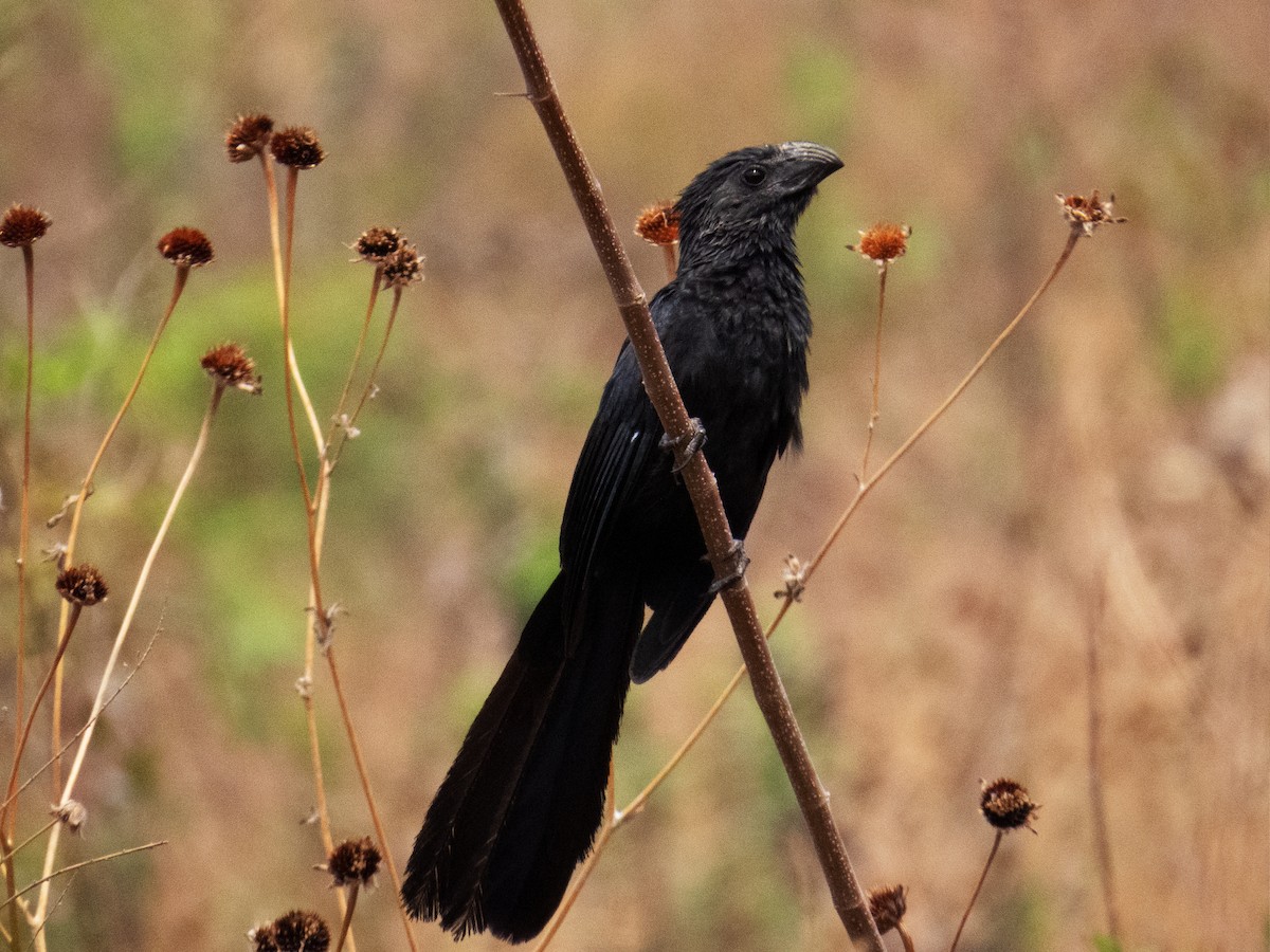 Groove-billed Ani - ML229422351