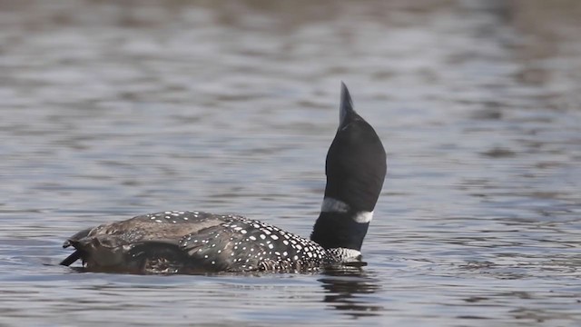 Common Loon - ML229422711