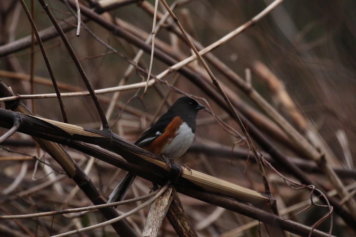 Eastern Towhee - ML229423741