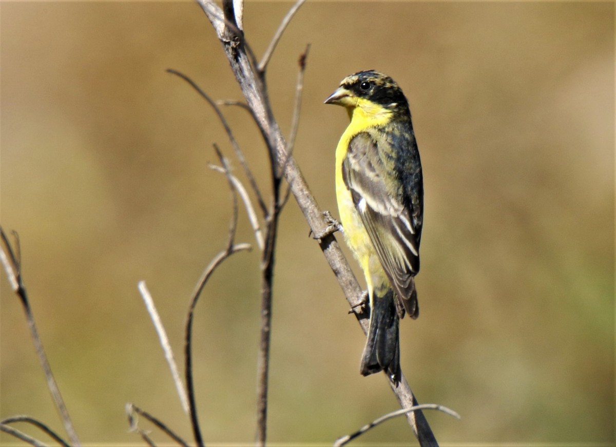 Lesser Goldfinch - ML229424031