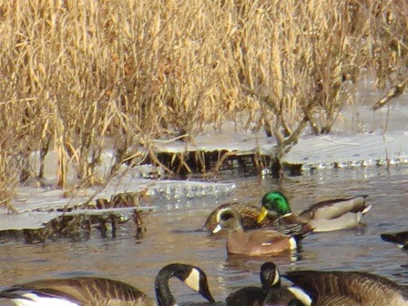 American Wigeon - Michael Doyle