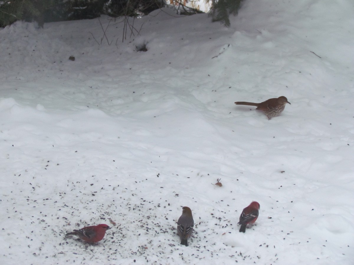 Brown Thrasher - ML22942531