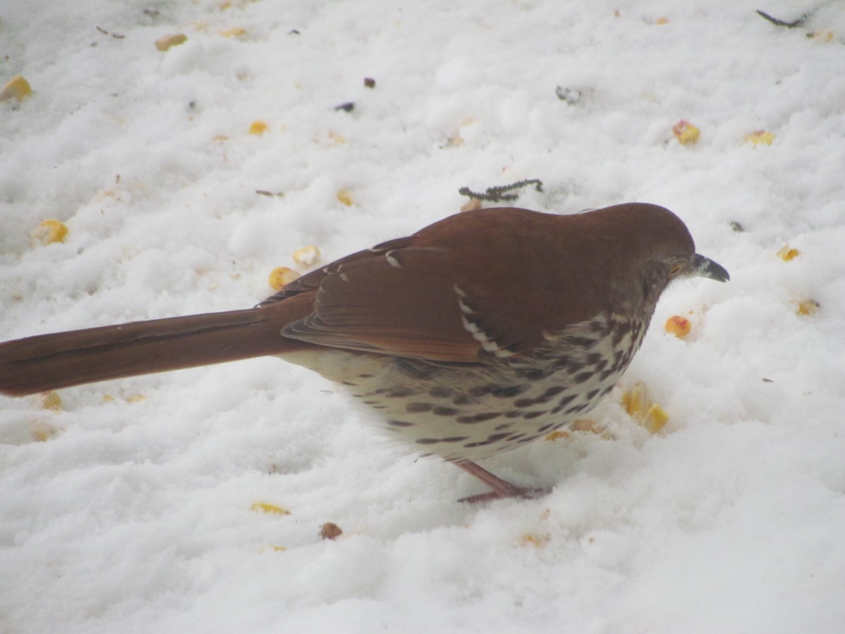 Brown Thrasher - ML22942541