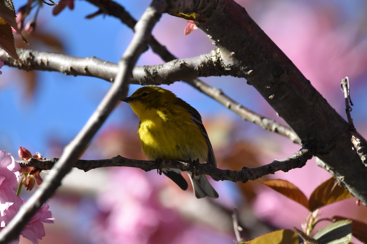 Pine Warbler - Julien Amsellem