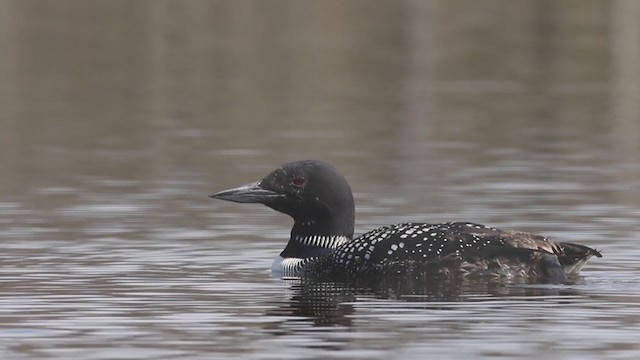 Common Loon - ML229426741