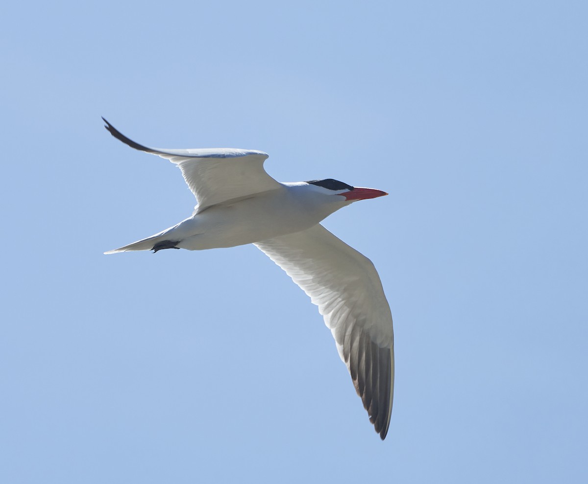 Caspian Tern - Brooke Miller